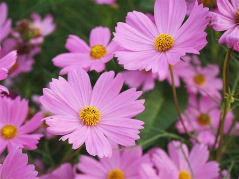 No Blooms On Cosmos - My Cosmos Plant Will Not Flower