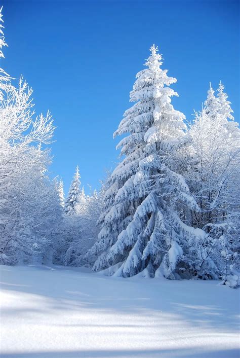 Cielo Azul Grueso Árboles Cubiertos De Nieve Bosque Foto De Fondo Al ...