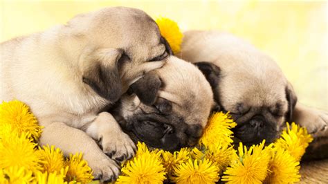 VIDEO: Watch as these adorable sleepy pug puppies go to bed - ABC7 Los ...