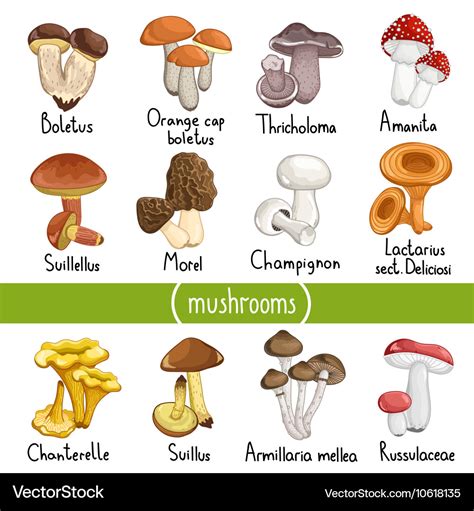 Different types of mushrooms Royalty Free Vector Image