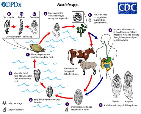 Life Cycle of Fasciola Hepatica - Biology Notes Online