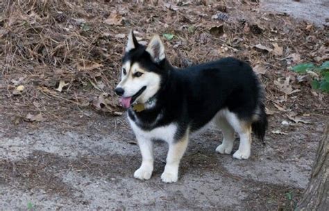 Husky Corgi Mix Puppies