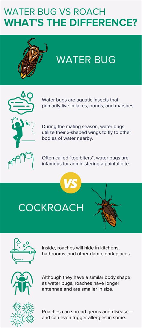 Cockroach Vs Water Bug - What's the Difference? | Ja-Roy