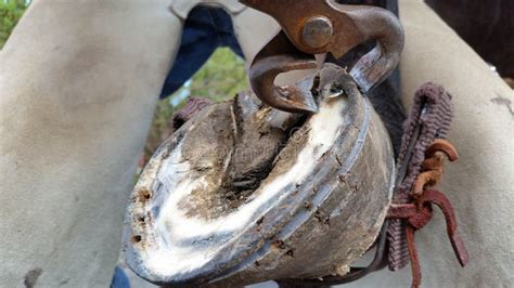 Horse Hoof Trim stock image. Image of hind, horse, shoeing - 74838801