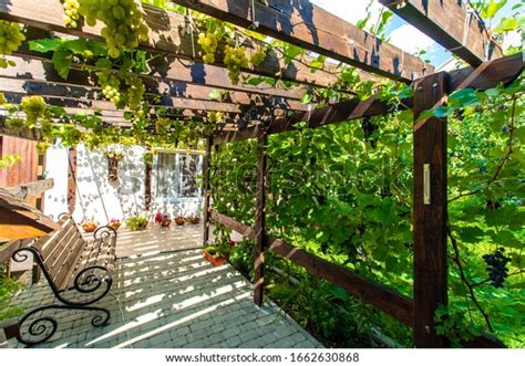 Pergola Grapes Closeup Images: Browse 265 Stock Photos & Vectors Free ...