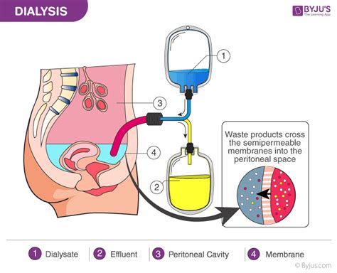 Excretion In Humans