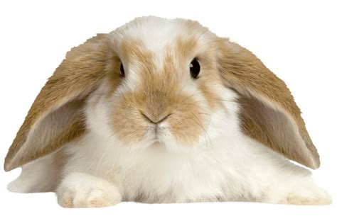 15 Most Popular Rabbit Breeds - Complete Guide