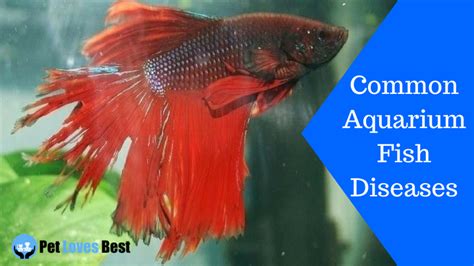 5 Common Aquarium Fish Diseases - Symptoms & Cure! - Pet Loves Best