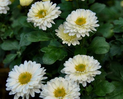 Chrysanthemum Poesie - Mount Venus Nursery