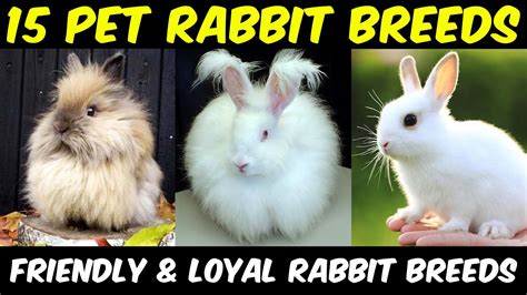 A Complete Guide To The Best Rabbit Breeds Rabbit Breeds