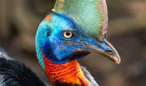 Southern cassowary facts, distribution & population | BioDB