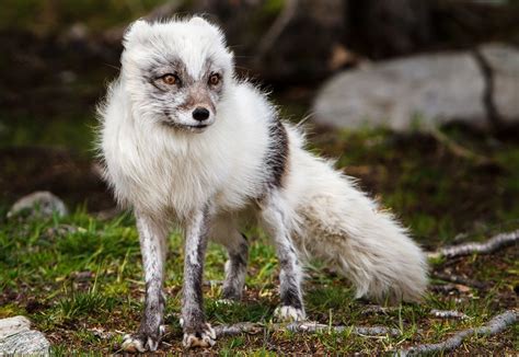 Tundra Biome Animals Adaptations To Environment