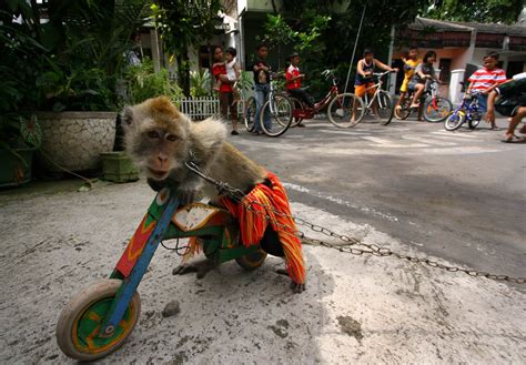 Topeng Monyet (Ronggeng Monyet) | Original Indonesia - culture, art ...