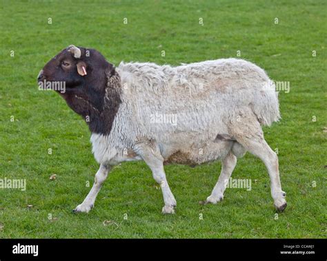 Somali Black Headed Sheep Stock Photo - Alamy