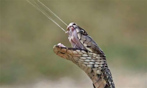 How Do King Cobras Kill Their Prey?