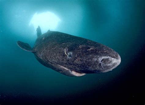 Greenland shark | Size, Age, & Facts | Britannica