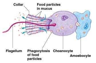 Choanocyte have a flagella that creats water currents and filters water ...