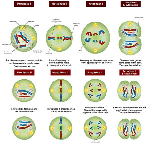 1.3 Meiosis – Introduction to Genetics