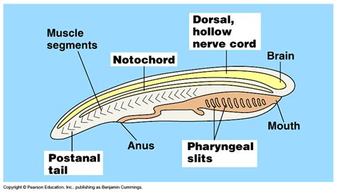 General characteristic features of phylum Chordata - Online Science Notes