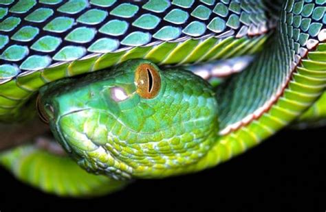 Pit Viper - Description, Habitat, Image, Diet, and Interesting Facts