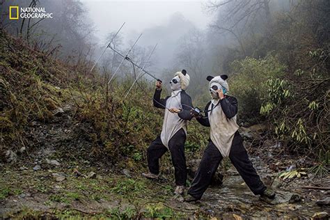 See these stunning photos of pandas born in captivity soon to be ...