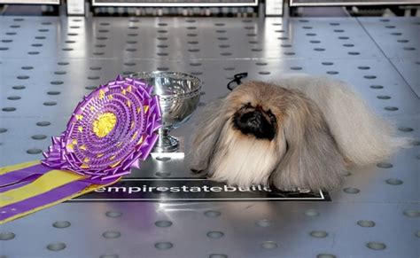 The Controversy Over "Wasabi" The Pekingese Winning Westminster Dog Show