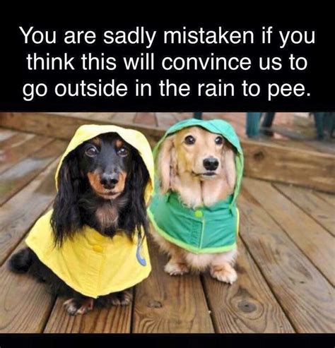 Pee in the Rain? Funny Dachshund, Dachshund Love, Funny Dogs, Doxie ...