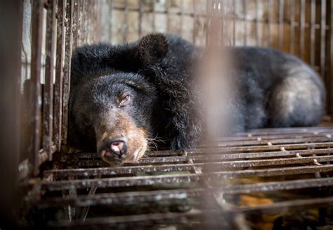 Das Leid der Gallebären - #SaddestBears - eine VIER PFOTEN Kampagne um ...