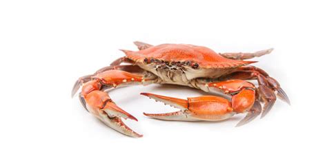 All You Need to Know About Crab: Types, Seasonality & Substitutes