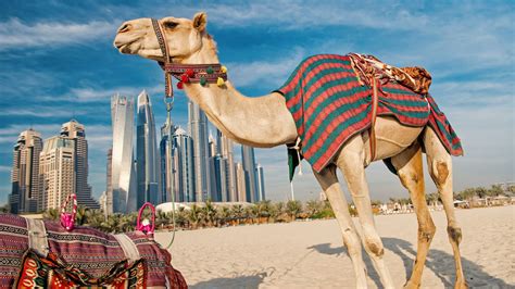 How To Make The Most Out Of Your Dubai Desert Safari - Explore ...