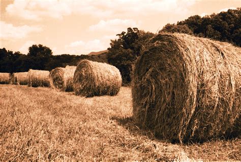 Round Bales Free Photo Download | FreeImages