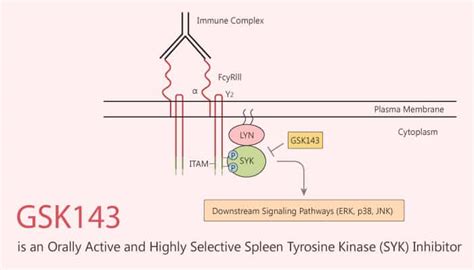 GSK143 is an Orally Active and Highly Selective Spleen Tyrosine Kinase ...