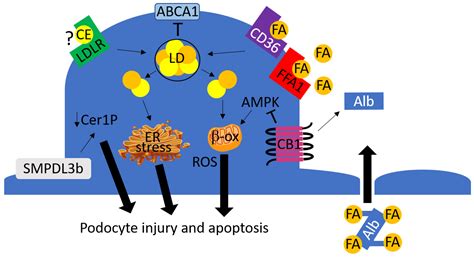 Cells | Free Full-Text | The Contribution of Lipotoxicity to Diabetic ...