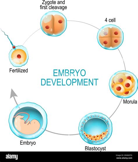 embryo development. from fertilization to zygote, morula and Blastocyst ...