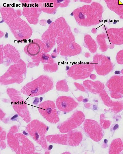 Cardiac Muscle Histology - Embryology