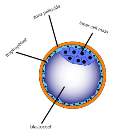 Blastocoel | Definition, Formation & Location | Study.com