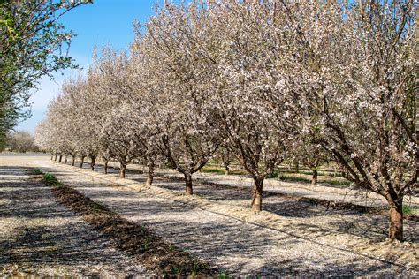 Almond Blossoms California | Where to Find Almond Flowers - Le Wild ...