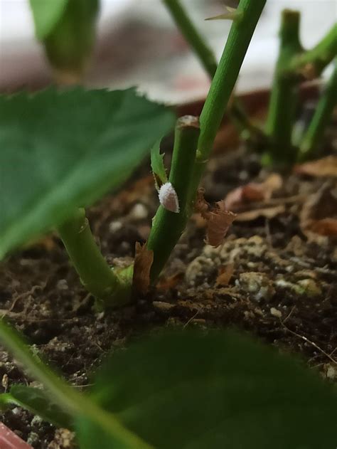 i found this white bug on my rose plant does anyone know what it is and ...