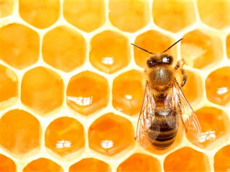 Honey bees may help to explain how humans make decisions