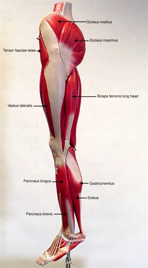 labeled lateral view of leg - muscles | Leg muscles anatomy, Human body ...