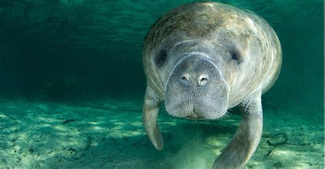 Dugong vs Manatee: 9 Key Differences Explained - IMP WORLD