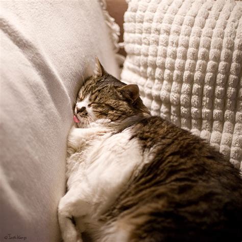 30 Cats Who Have Mastered The Art Of Sleep-Fu | Bored Panda