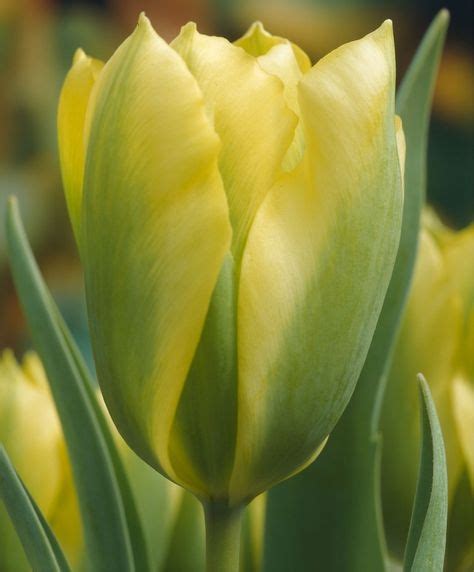 29 Green Tulips ideas | tulips, green, green tulips