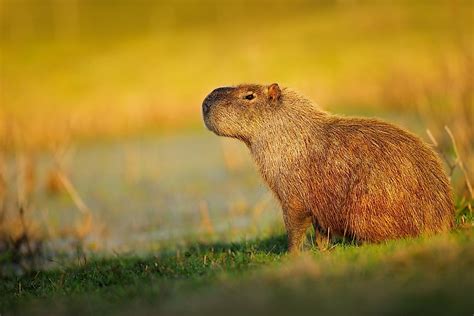 Largest Rodents in the World - WorldAtlas.com