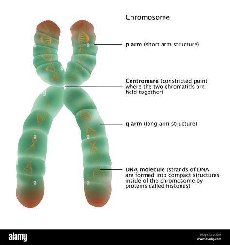 Illustration Of The Detailed Structure Of A Chromosome The P Arm ...