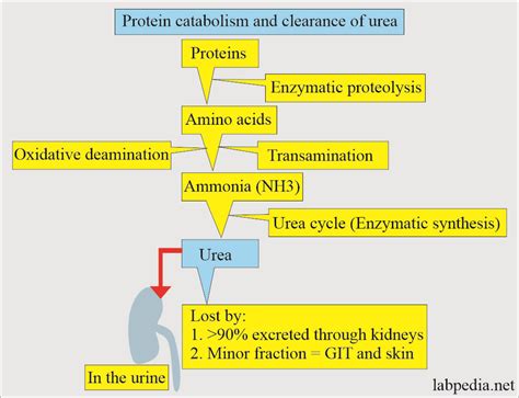 Blood Urea Nitrogen (BUN): What Is It, Causes, Treatment,, 53% OFF