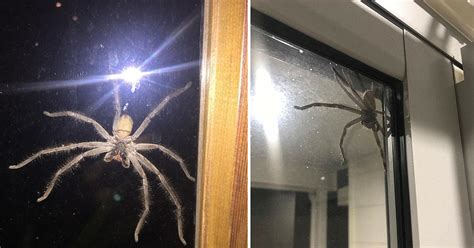 Australia’s Biggest Spider Terrified A Homeowner As It Lurked Out Of ...