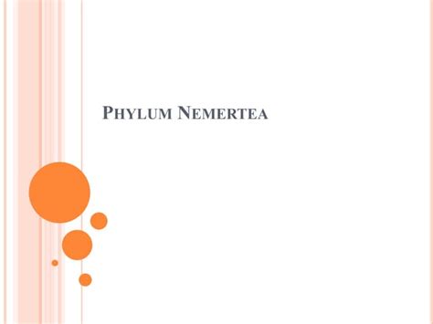 Phylum Nemertea | PPT