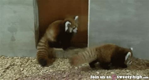 Red Panda GIFs - Find & Share on GIPHY