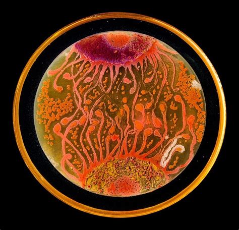 Alexander Fleming’s Microbial Art | Amusing Planet